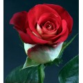 Roses - Friendship